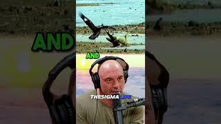 Mongolian EAGLES Trained To HUNT WOLVES | JRE #jre #joerogan #animalshorts