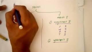 Meiosis (cell division)