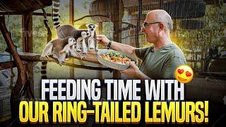 These Ring-tailed Lemurs are Hungry!! // HL Menagerie (My Own Private Zoo!)