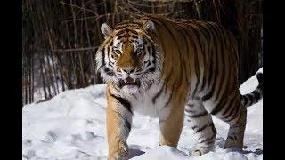 The huge male siberian tiger Scare off a group of tigers