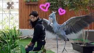 Shoebill loves the caretaker too muchお兄さんを好きすぎるハシビロコウ【12月のふたば3】