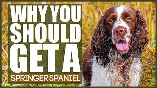 WHY YOU SHOULD GET A SPRINGER SPANIEL