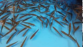 Sticklebacks