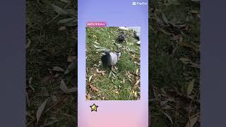 #pigeon#pokemon Le meilleur Pokémon