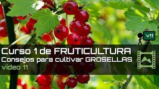 Consejos para cultivar GROSELLAS Curso básico de FRUTICULTURA 2020: Capítulo 11 | LdN