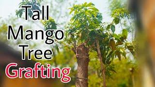 Mango grafting on big tree/aam pe kalam v technique