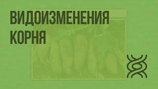 Видоизменения корня. Видеоурок по биологии 6 класс