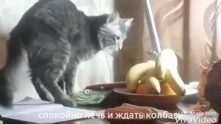 Кот и колбаса