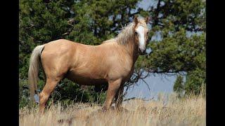 Summer Mustangs, Wild Horses of Oregon by Mustang Meg Summer 2017