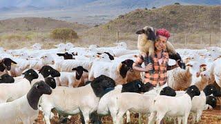 How a Young Girl Became a SUCCESSFUL Dorper SHEEP Farmer