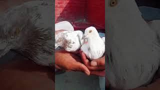 Asif Ali#vlogs #movie #amazing #vlogs
