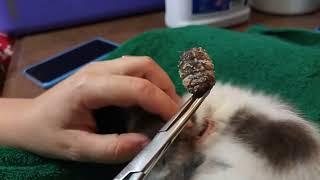 OMG POOR KITTEN WITH GIANT LARVA IN YOUR HEAD | Cuterebra Removal From Cat Head