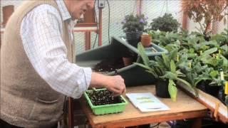 Streptocarpus Cuttings