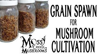 Grain Spawn for Mushroom Cultivation How to grow Mushrooms Series Mossy Creek Mushrooms