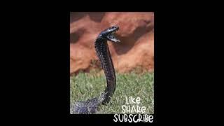 Fact Zone on animals-Episode-03(King Cobra)