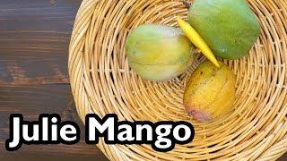 Truly Tropical Mango Varieties- ‘Julie’