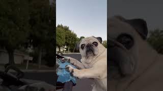 SuperPug