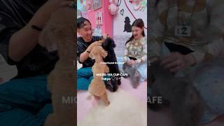 Micro Tea Cup Cafe, Tokyo  #microteacupcafe #dogcafe #puppycafe #poodlecafe #akihabara #tokyo