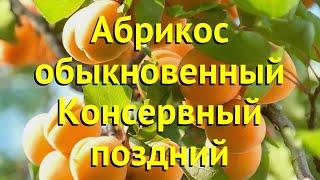 Абрикос обыкновенный. Краткий обзор, описание характеристик prunus armeniaca консервный поздний