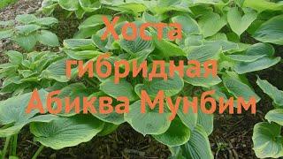 Хоста гибридная Абиква Мунбим (hosta)  обзор: как сажать, луковицы хосты Абиква Мунбим