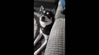 Pomsky Puppy Opie Talking (Really Funny Like & Share)