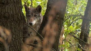 Off the beaten track: France's Mercantour National Park • FRANCE 24 English