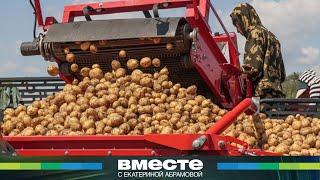 В России дефицит картофеля: цены взлетели, урожай сгнил, импорт вырос в 3,5 раза