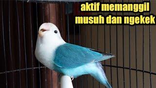 LOVEBIRD latah aktif memanggil lawan + ngekek gacor panjang sangat di gemari musuh