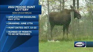 Moose hunt lottery opens in NH