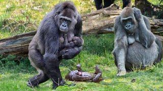 How Mountain Gorilla Giving Birth In The Zoo