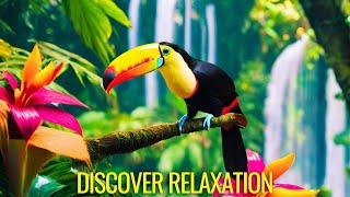 Amazon Rainforest Animals with Relaxing Music and Rainforest Sounds, Beautiful Rainforest Wildlife