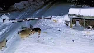 wolves kidnap and kill german shepherd dogs