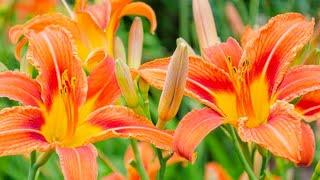 Stauden Teilen (Hemerocallis-Taglilie)