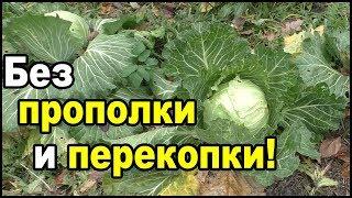 Как получить БОЛЬШОЙ УРОЖАЙ капусты БЕЗ ПЕРЕКОПКИ и БЕЗ ПРОПОЛКИ!