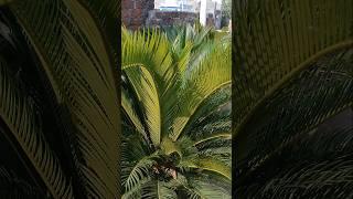 Cycas palam trees my terris # plant world # plant net # amazing video # shorts