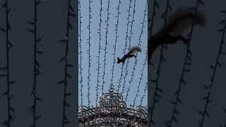 Белка проверяет гирлянды на прочность