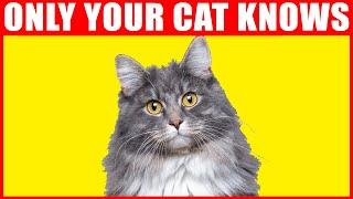 12 Secrets Your Cat Knows About You