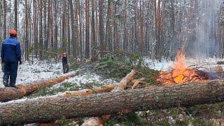 Валка леса с нуля Бензопилой Stihl