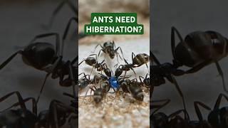 Do ANTS Really Need HIBERNATION? ️