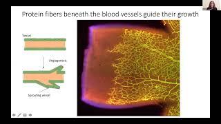 Visualizing Vasculature: 2020 Image Awards winner