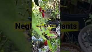 Jalopeño Pepper #mylittlejungle #shorts #plantita