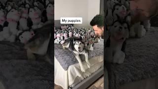 Surprising My Husky with 100 Puppies!