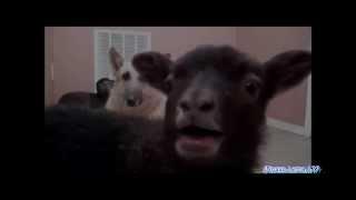 Sia - Chandelier (feat. goat) YTP