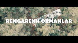 Çağan Şengül & Işıl Ayman - Rengarenk Ormanlar