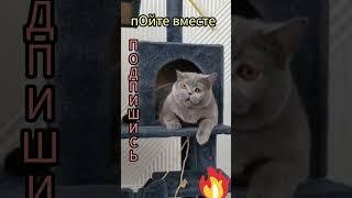 Что Маша поет?! #Маша #АдияиЖания #cat #animalcat #котики #shorts