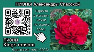 Peony king's ransom (Кингс рансом) / Пионы Александры Спасской