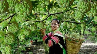 1 Year Living in the Forest, Harvesting Wild Soursop, Big Rain Market | Ly Tieu Ca