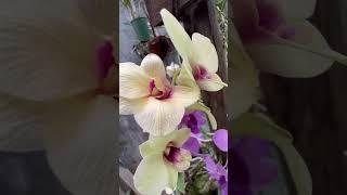 Dendrobium #orchids #POGUSA1