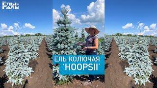 Ель колючая `Hoopsii` `Хупси`