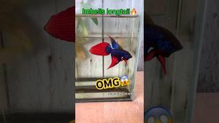 wild betta fish in breeding and adult stage#bettafishtank #betta #wildbetta